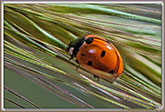 Coccinelle
